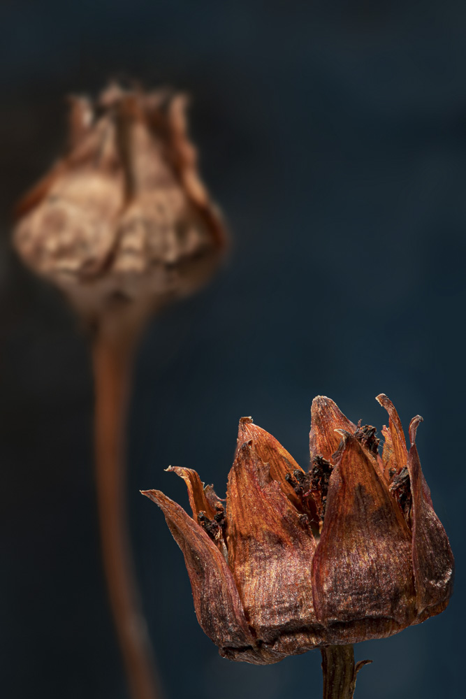 Platz 5 Daniela Korn